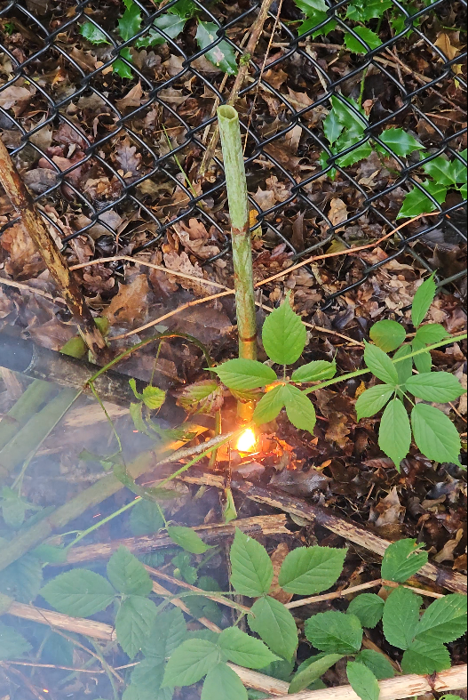 Step 3: Direct Treatment of the Plant