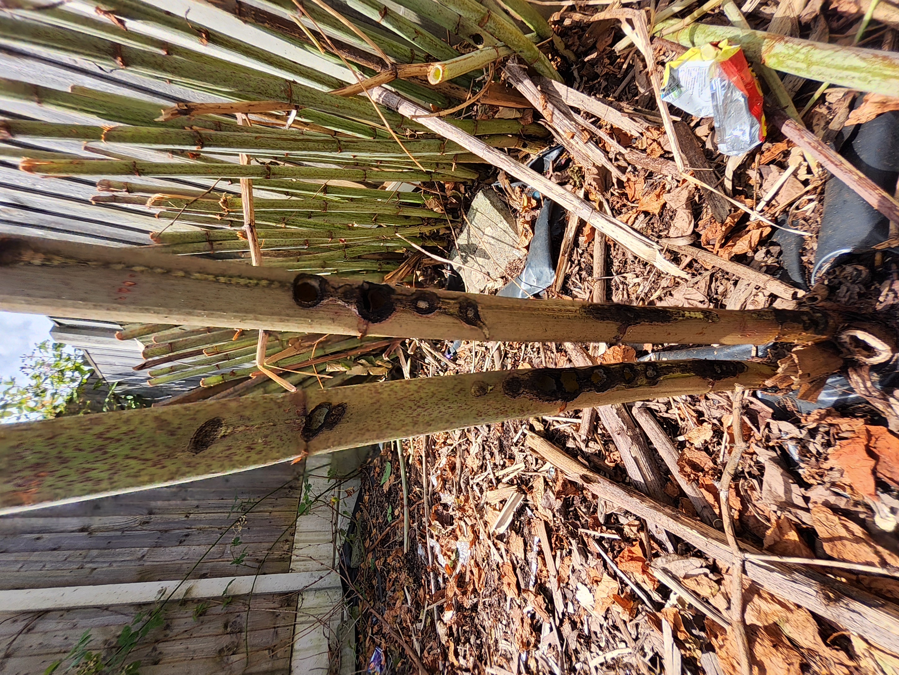 Step 4: Visible Plant Response