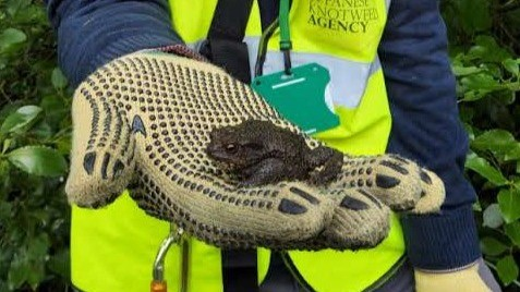 JKWA technician handling wildlife responsibly during site work