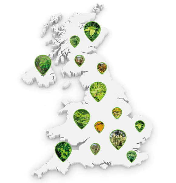Interactive UK map of Japanese Knotweed sightings