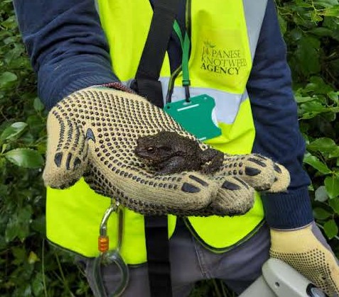 Japanese Knotweed Agency specialist in uniform holding a toad found during a site survey