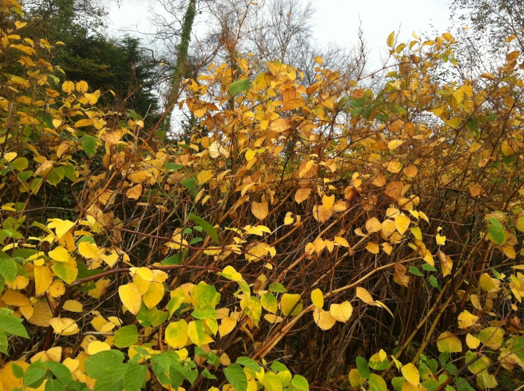 Autumn