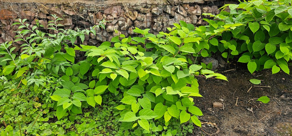 Japanese Knotweed excavation site
