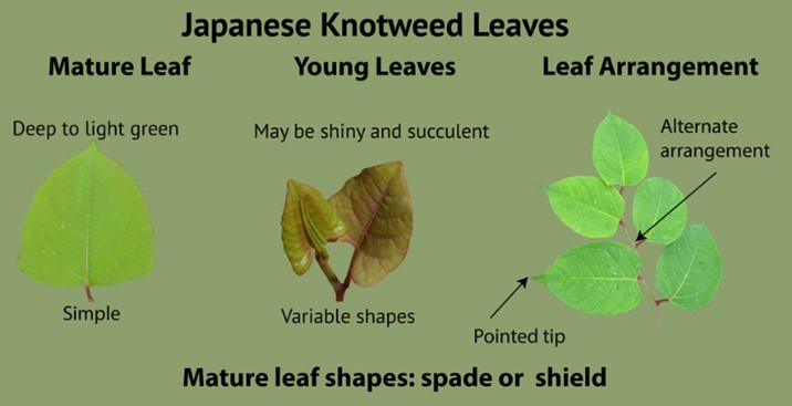 Japanese_Knotweed_leaf_identification_www.japaneseweed.co.uk