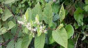 Japanese knotweed Research Survey carried out by YouGov.