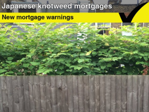 Japanese Knotweed Mortgage Issues