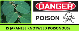 Is Japanese Knotweed Poisonous?