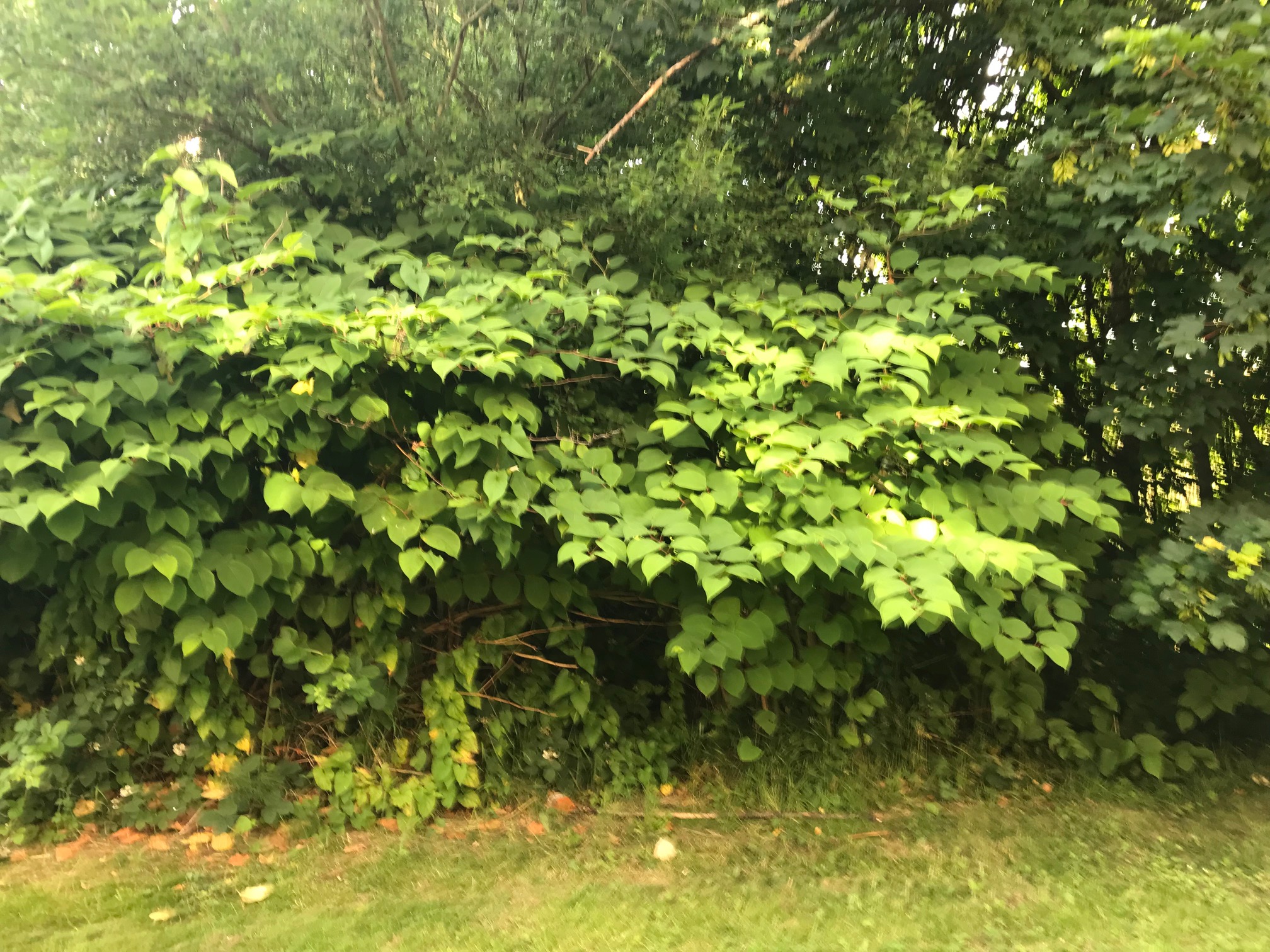 What Can You Do With Japanese Knotweed