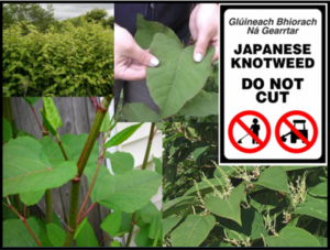 Japanese Knotweed and its detrimental affect on the property industry