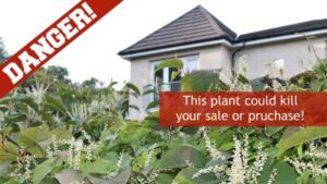 How to Claim for Japanese Knotweed Trespass