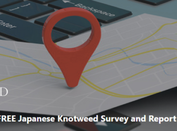 Free Japanese Knotweed Survey – discover the facts about your knotweed