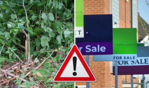 Japanese Knotweed and its impact on property values