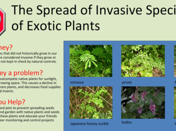 Dangerous’ garden plants which can decrease property value by up to 15% – how to identify