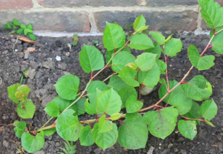 FREE Japanese Knotweed Survey