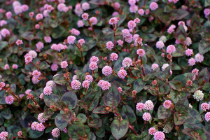 Pinkweed – a new type of Knotweed