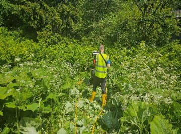 Testing Thermo-Electric Eradication on Laurel and Rhododendron with the RSPB