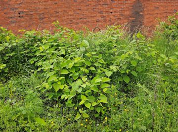 Japanese Knotweed in 2025: The Latest Insights and Challenges