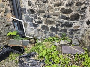 The Impact of Japanese Knotweed on Property Value and How to Effectively Manage It