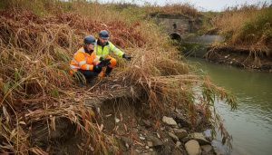 Knotweed Impact on Water Sources: Complete Guide