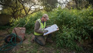 Step-by-Step Process for Chemical Free Knotweed Treatment