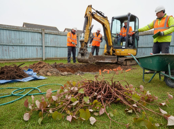 Excavation in chemical-free Japanese knotweed removal