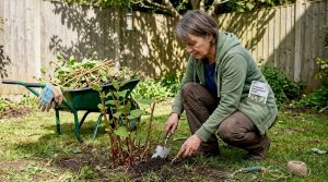Manual Japanese Knotweed removal: safe steps in 5 stages