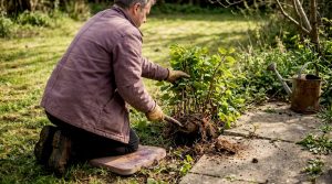 步步教你根除入侵植物：有效解决日本锦带草等难题的实用全攻略
