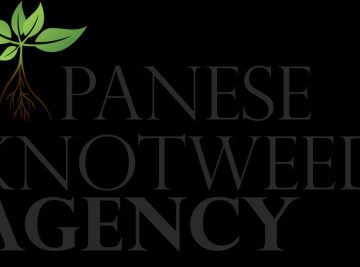 Knotweed encroachment law: what homeowners must know
