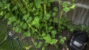 Japanese knotweed how to recognise it: 2026 guide