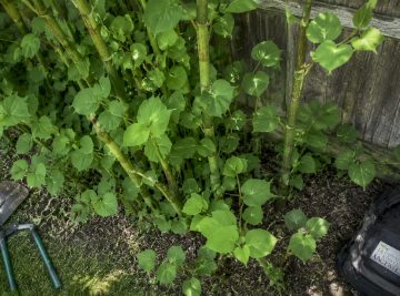 Japanese knotweed how to recognise it: 2026 guide