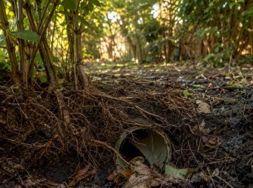Why weeds affect drainage: a homeowner’s guide