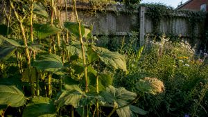 How to recognise Japanese knotweed: a homeowner’s guide