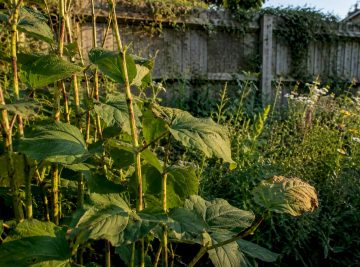 How to recognise Japanese knotweed: a homeowner’s guide