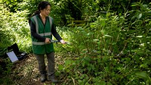 Benefits of on-site energy treatment for invasive plants