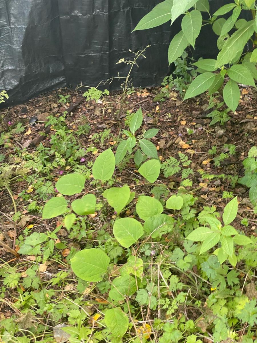 Young Japanese Knotweed sprouts growing in soil near a black barrier sheet, indicating active site control measures.