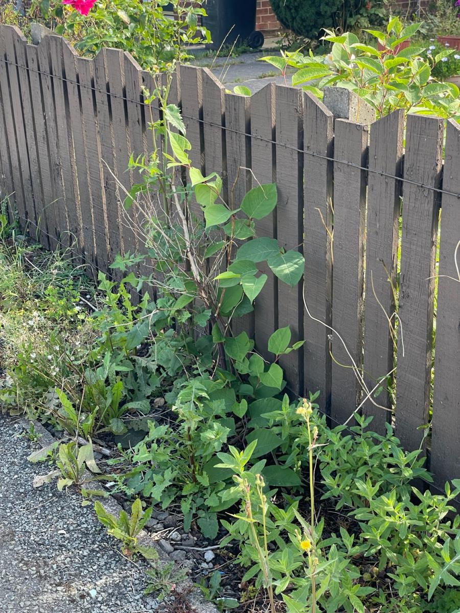 Young Japanese knotweed shoots appearing near a garden fence, demonstrating the aggressive nature of the plant's spread.