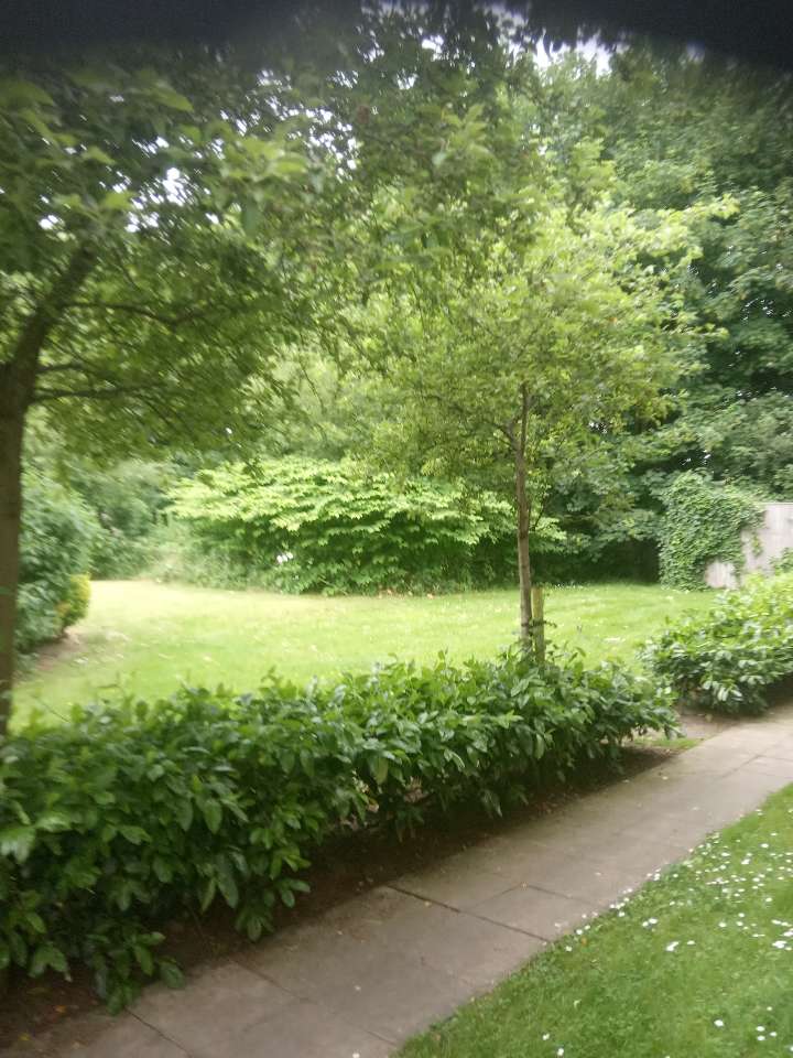 A mature stand of Japanese Knotweed in a residential garden, illustrating the need for professional removal.