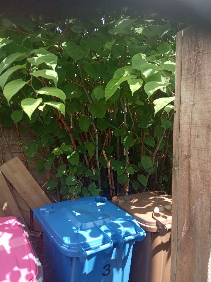 A mature Japanese knotweed plant growing near household bins in a UK garden, highlighting the need for immediate identification.