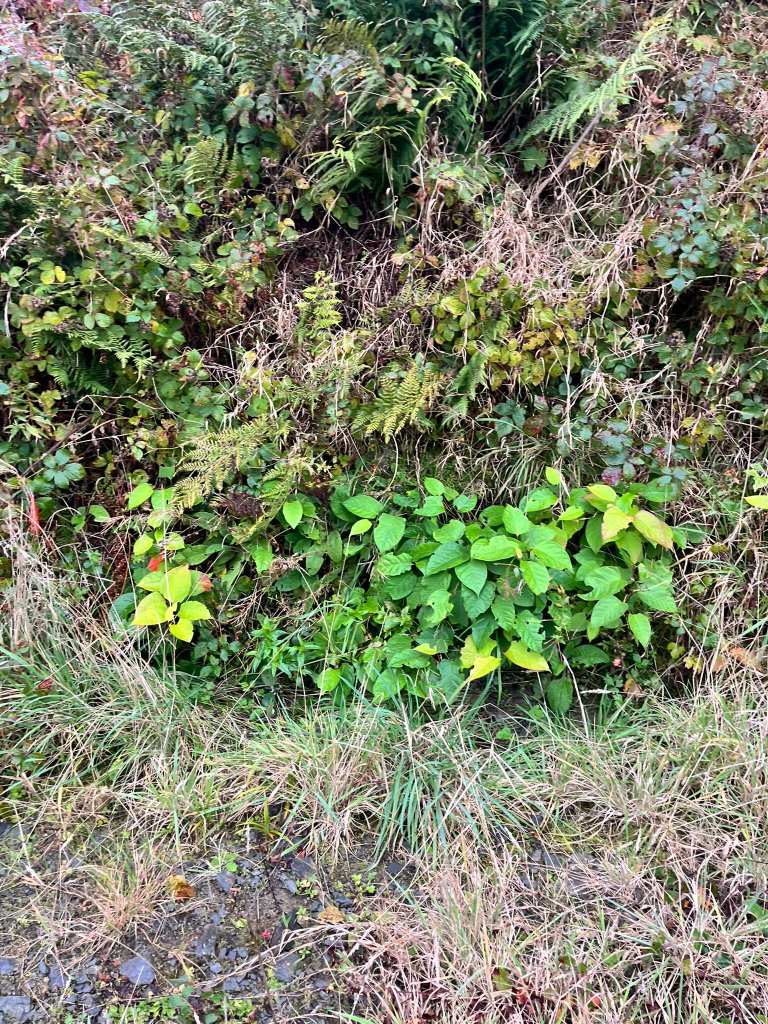 Japanese Knotweed in autumn showing ideal conditions for thermo-electric treatment