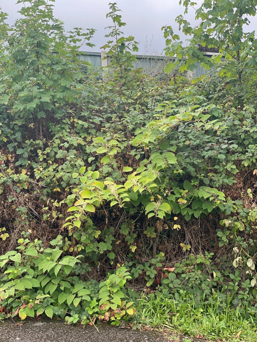 View of Japanese Knotweed stems spreading across an area of unmanaged land, indicating the need for professional treatment.