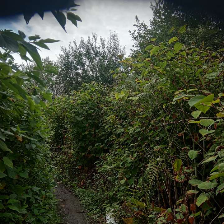 Dense Japanese Knotweed growth along a path showing classic heart-shaped leaves and stem structures, requiring professional identification and removal.