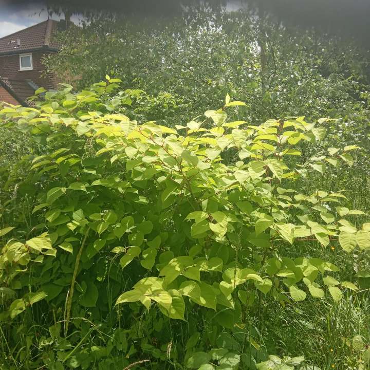 Japanese Knotweed spreading along a property boundary fence showing growth extending across the border
