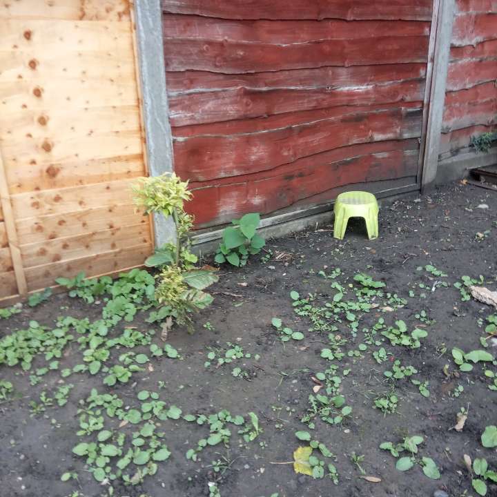 Small Japanese Knotweed plant beginning to establish in a garden soil area next to a wooden fence, indicating early-stage infestation.