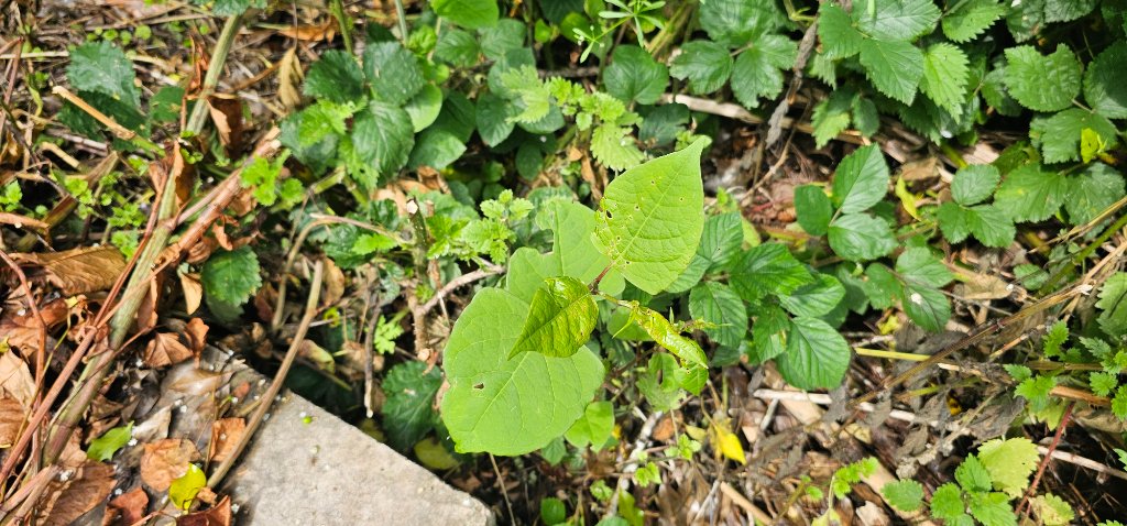 Japanese Knotweed shield-shaped leaves in spring showing zig-zag growth pattern