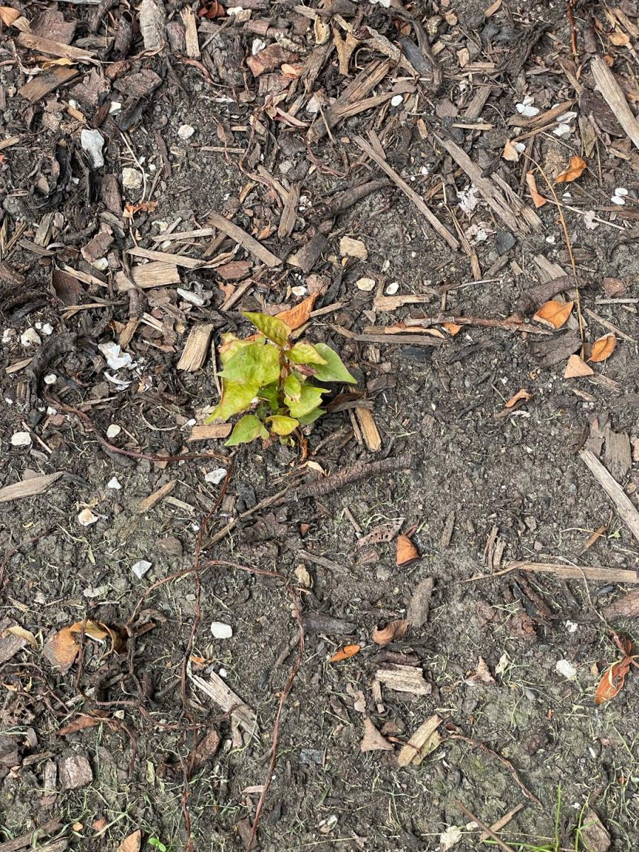 Close-up view of a young Japanese Knotweed sprout emerging from mulch, demonstrating why regular surveys are crucial for property owners.