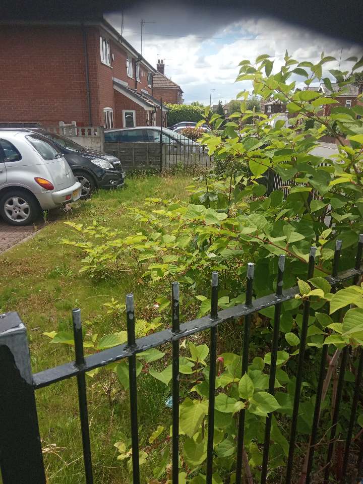 Professional surveying of Japanese knotweed in a residential area to assess the extent of the infestation for property sellers.