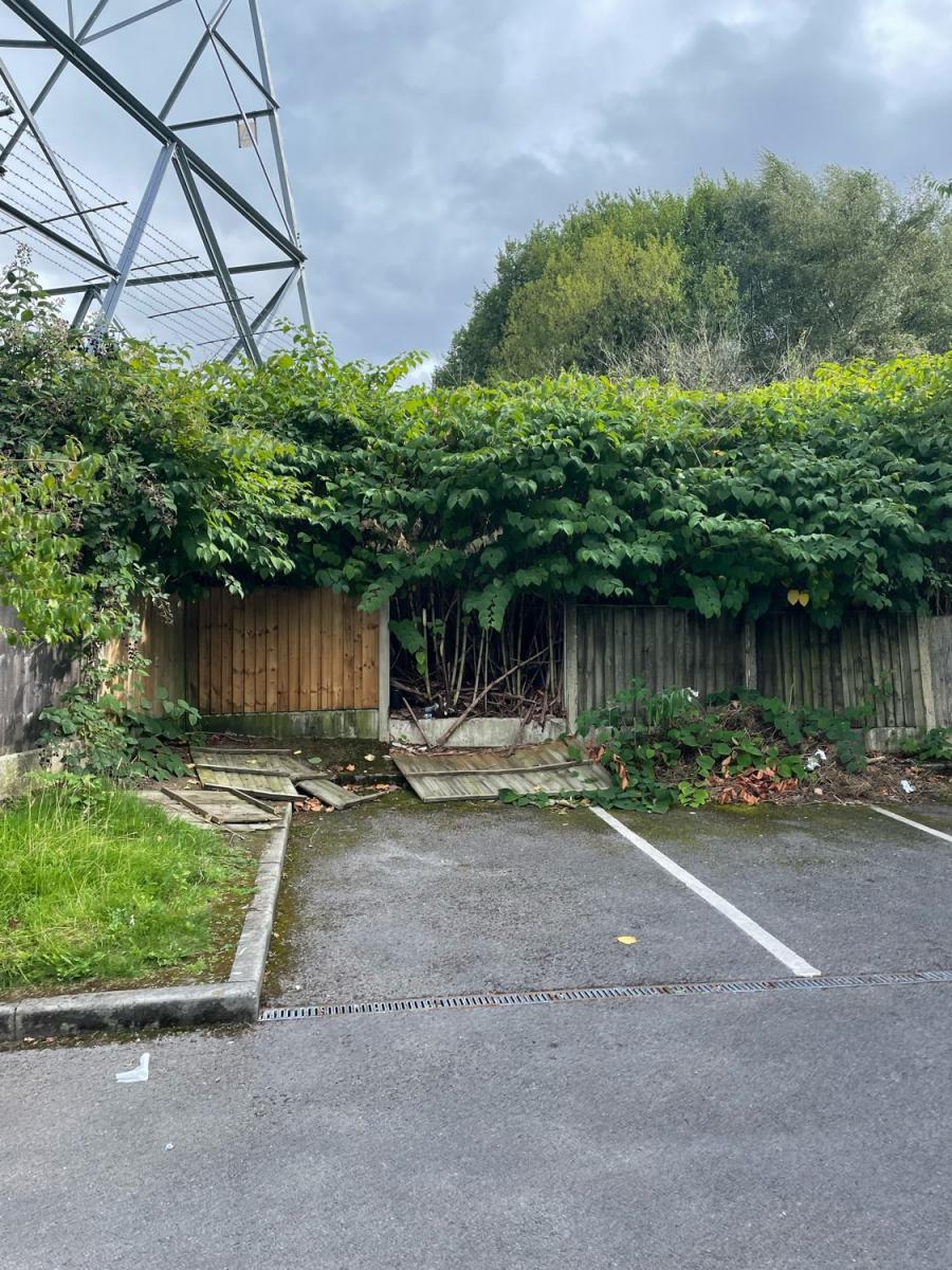 Structural damage caused by Japanese Knotweed growth to a wooden boundary fence in a commercial car park.