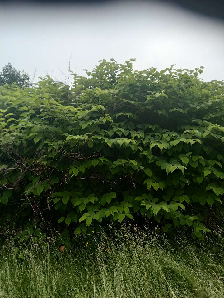 Large, mature Japanese Knotweed bush showing distinct leaf patterns and growth habits in an outdoor environment.