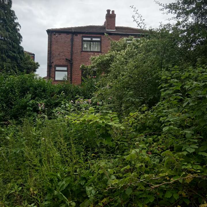Severe Japanese Knotweed growth encroaching on a residential property, posing a risk to home value and structures.