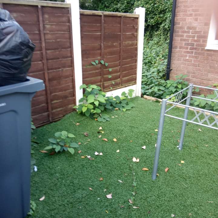 Close-up identification of Japanese Knotweed stalks emerging on a small residential lawn.
